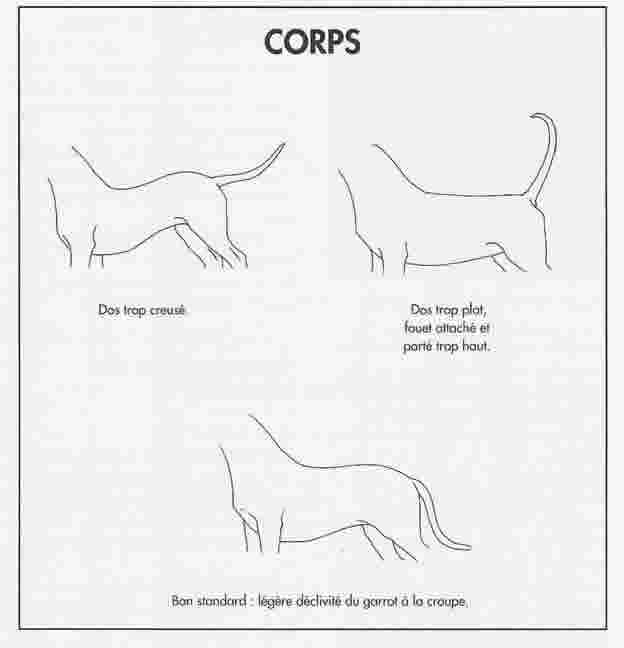 Corps